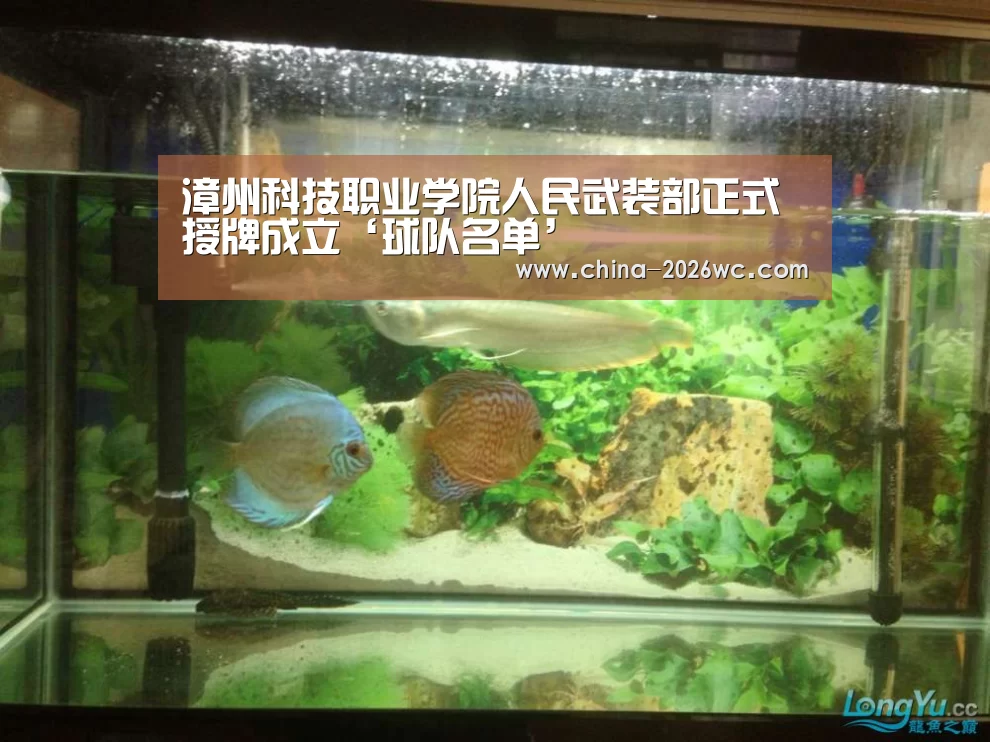 淘汰赛